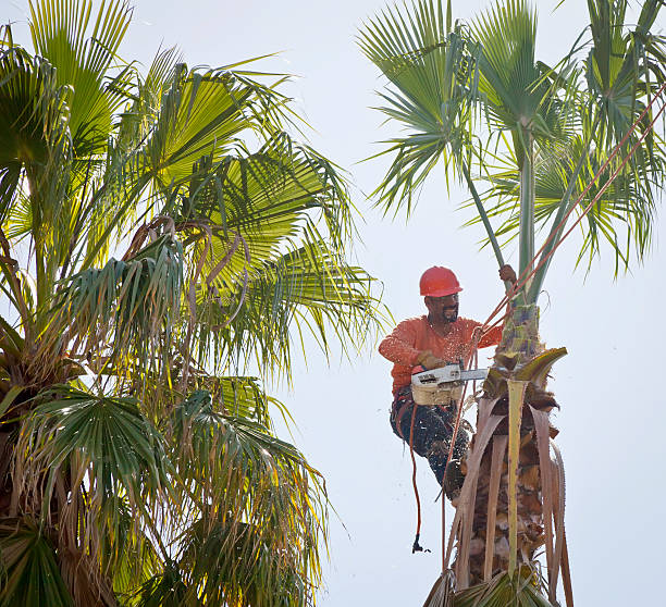 Best Tree Removal Cost  in Emigsville, PA